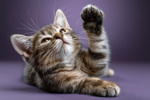 Alergia a gatos: o problema não está no pelo; descubra o que realmente provoca as reações