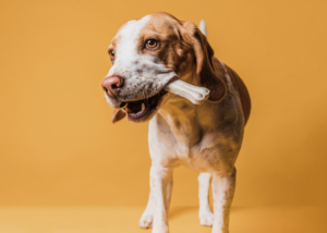 Parece osso, mas não é: saiba o que existe no “osso” de couro para cães