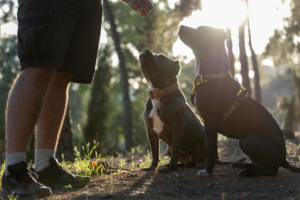 Cachorro não obedece? Descubra os motivos e como ensinar seu pet sem gritos ou castigos